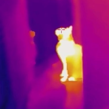 Heat Vision Cats