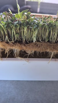 micro roots
