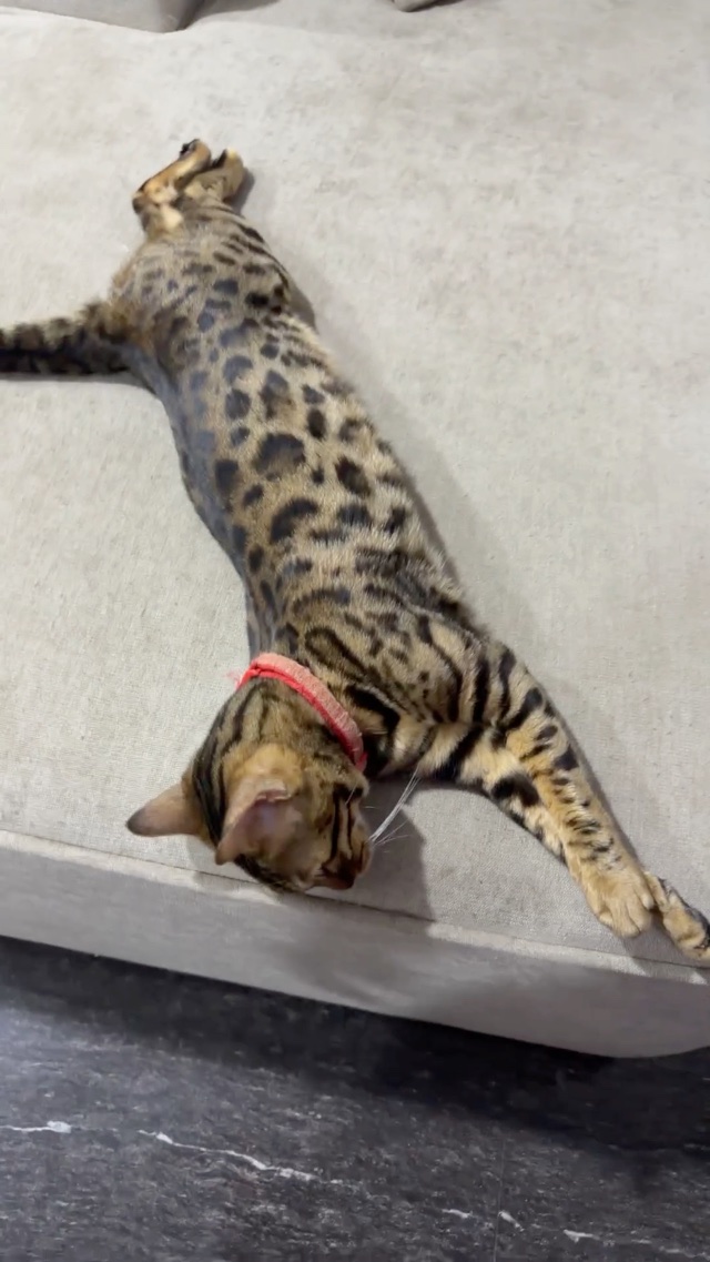 Crypto bengalcat
