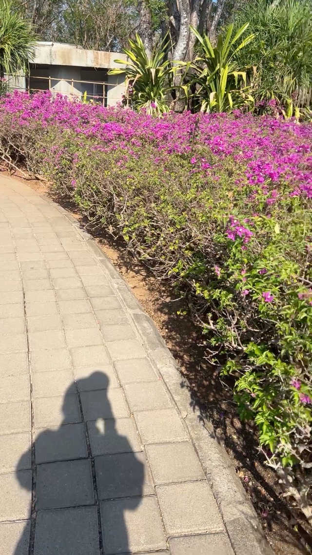 🌺 Bali’s Flower Road
バリのフラワーロード