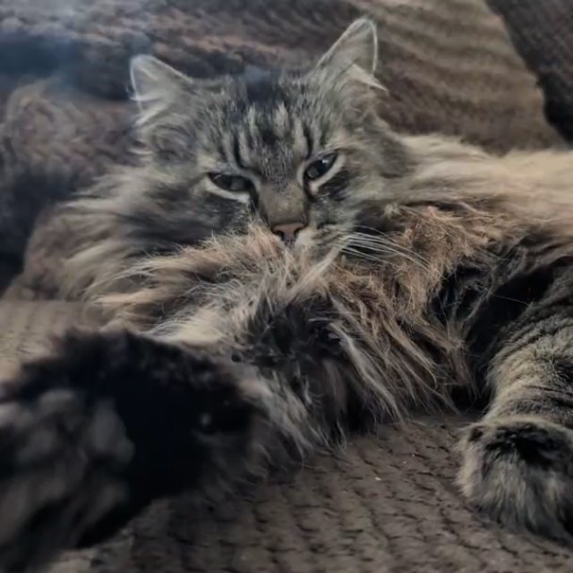hardcore chillin'