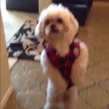 Walkin the party like..🐶😂 #Dinky