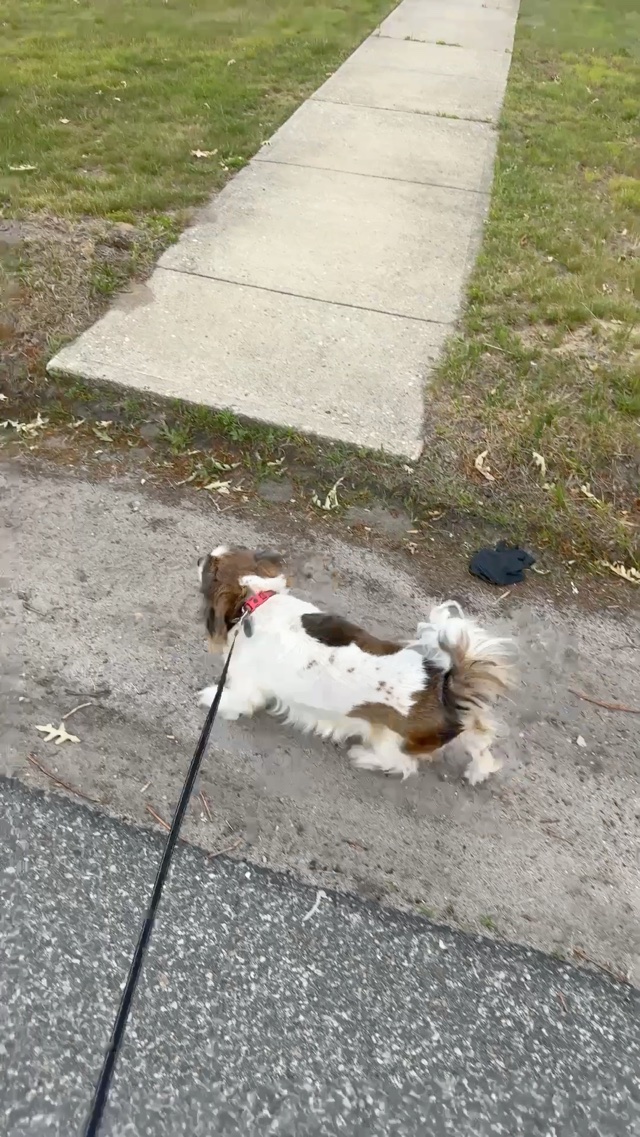 Walking this old man lol