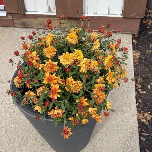 #WhatsInYOURGarden (part katrillion and 1)