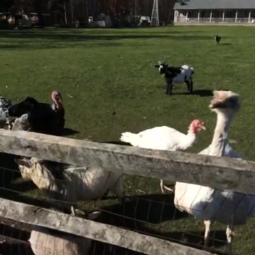#animals