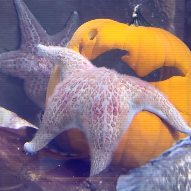 Newport Aquarium.