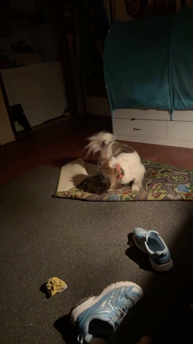 Why do dogs do that???