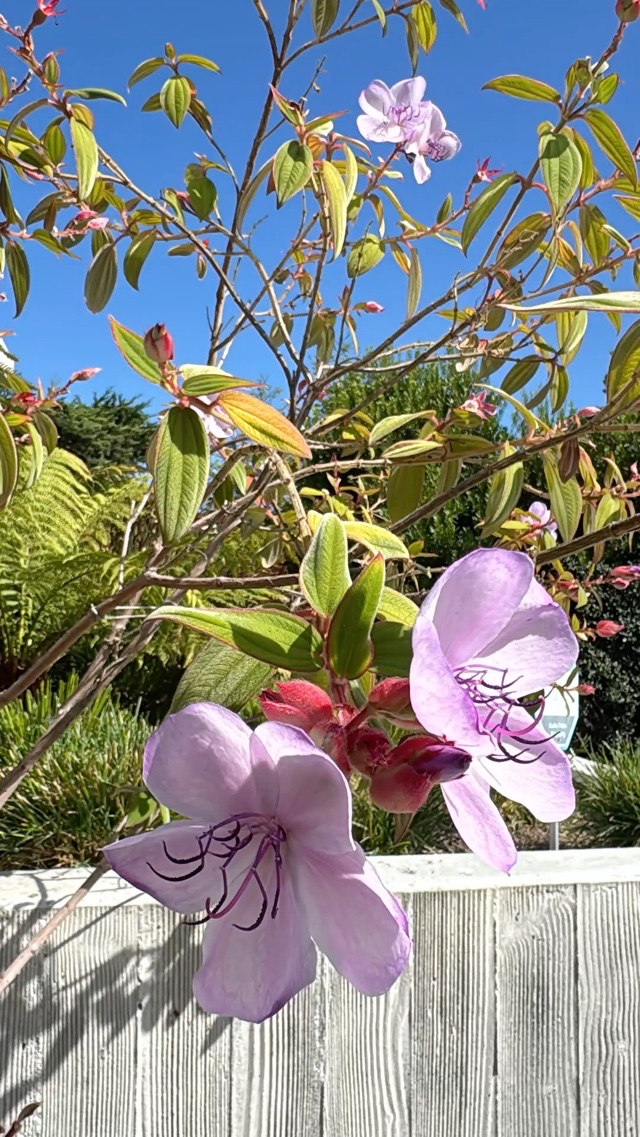 Not my plants but this garden is amazing