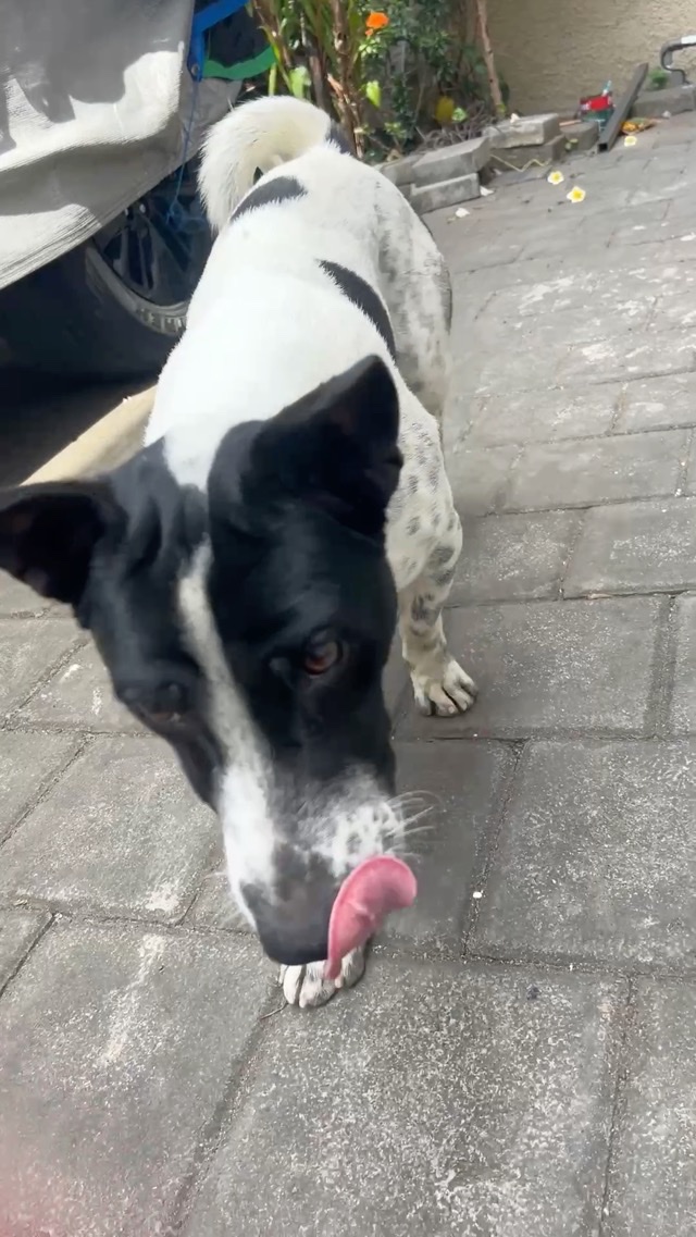 🐶 Hello!
ハロー！