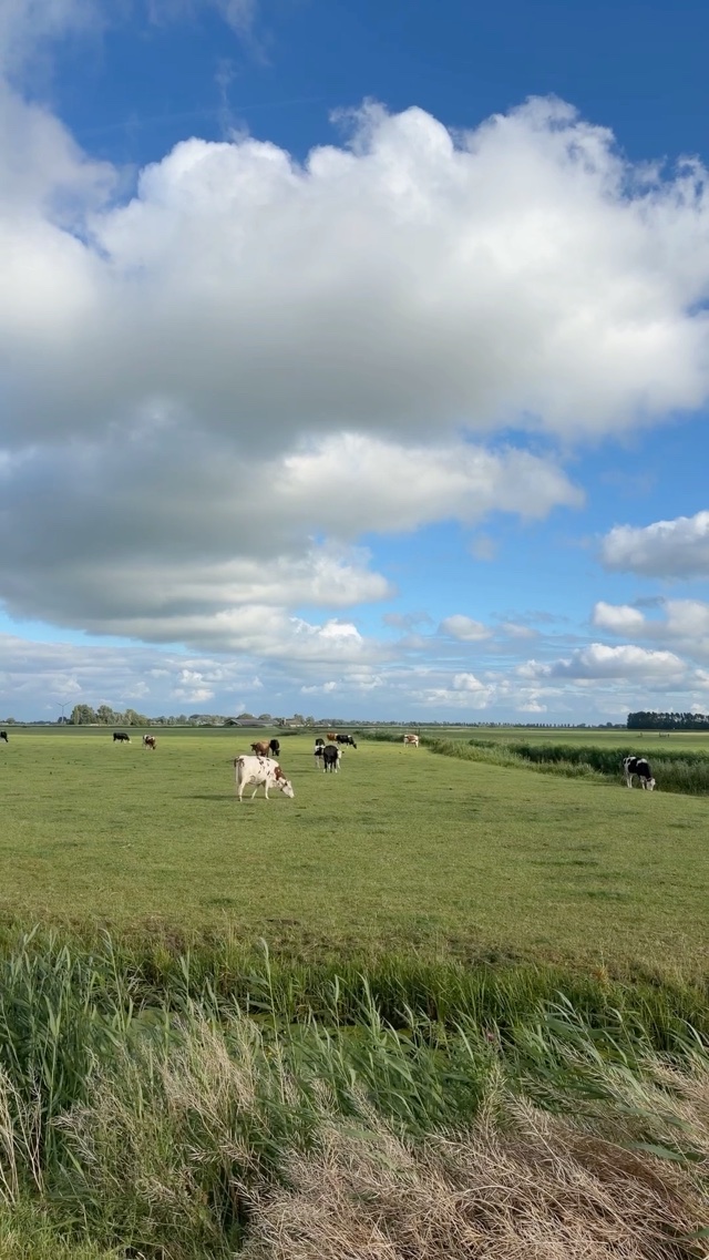 Cows in the meadow