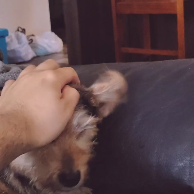 Pet your dog right
