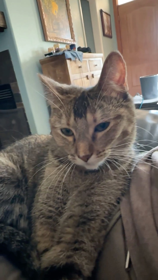 Bubbles has been with us one year! My kiddo located and caught her living in the gutter at a gas station. ⛽️ She’s such a sweetheart.