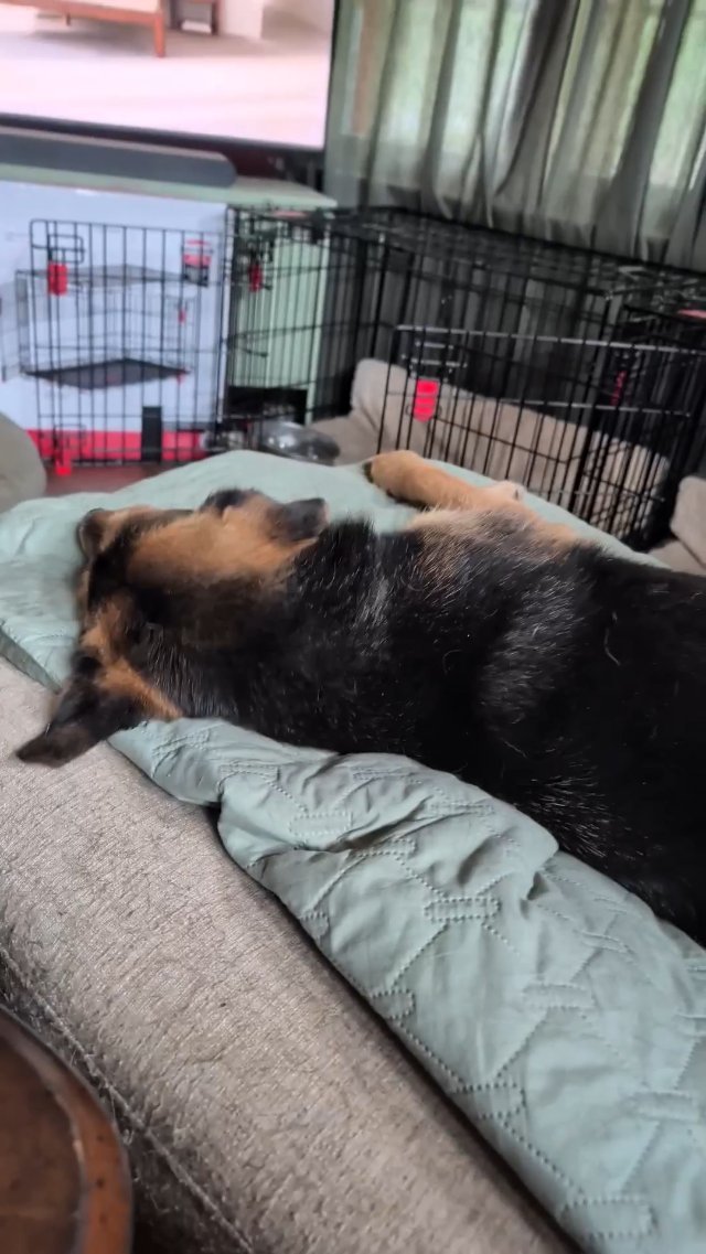 Dog whip when you stop