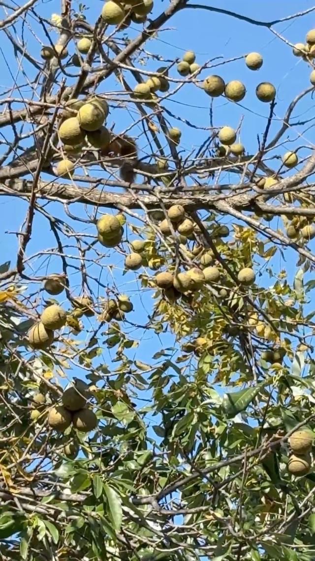 My Squirrel 🐿️ Mr. Fuzzy Nutz, knocking down the Walnuts