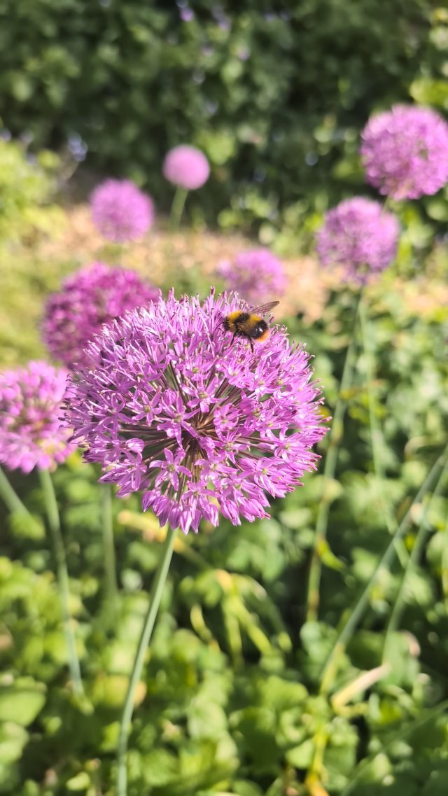 Busy Bee