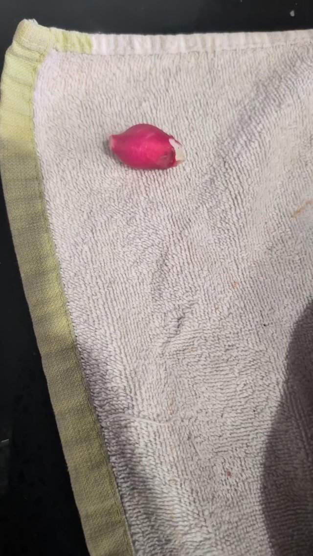 A Tale Of Radishes