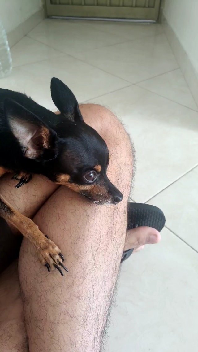 Principe