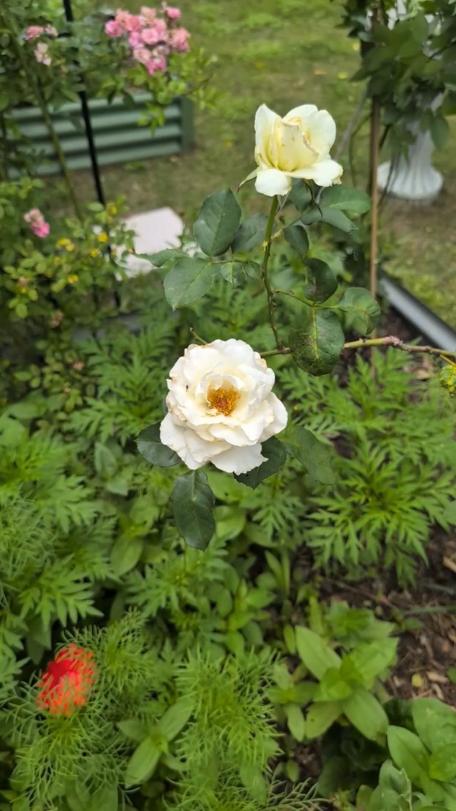 Afternoon garden