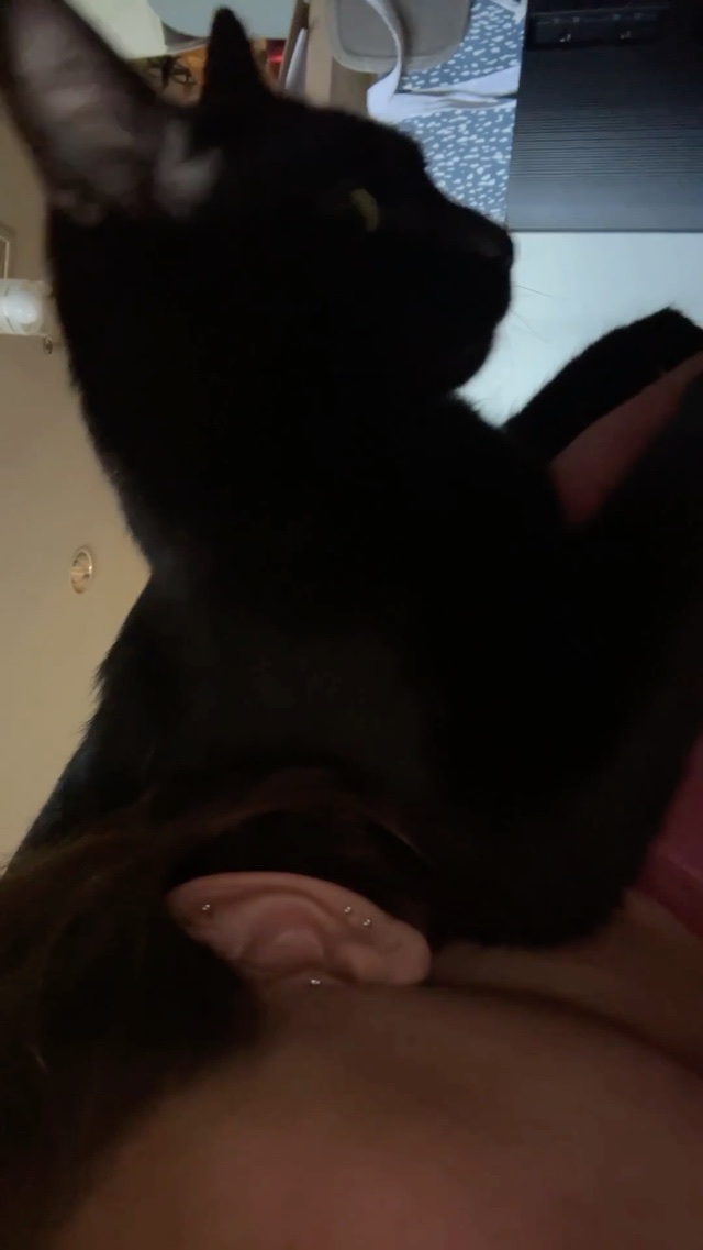 Hard at Work at the Purr Factory