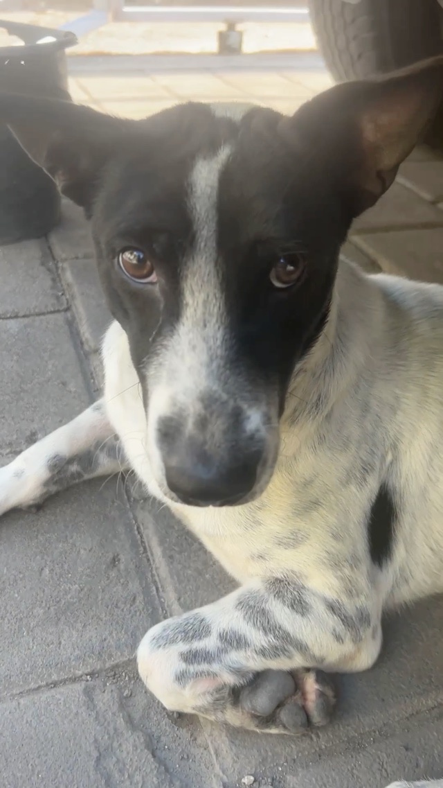 🐶 Tired for a change.
珍しくお疲れモード