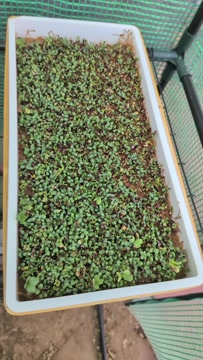 Microgreens are growing.