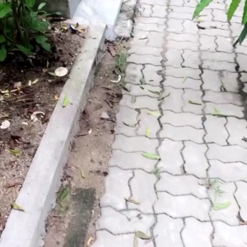 I caught a mushroom trying to fuck another mushroom 🍄👉👌🍄