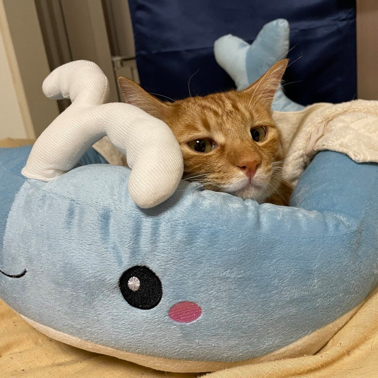 CHACHAMARU🐈