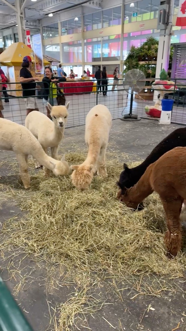 Alpacas at the CNE