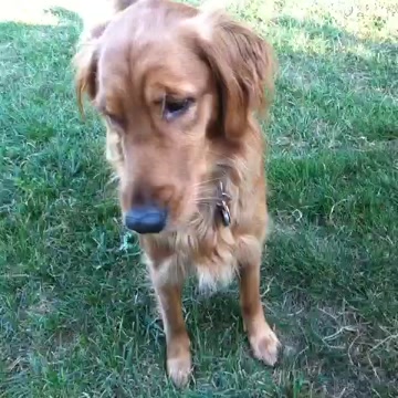 Animals!