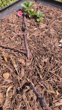 Growing Asparagus