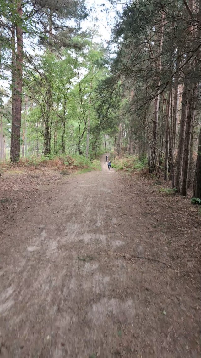 Swinley Forest