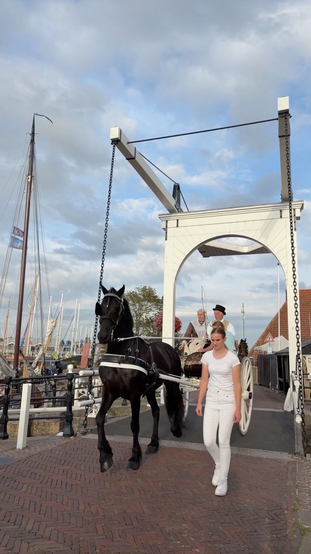 Frisian horses in Hindeloopen, friesland the Netherlands