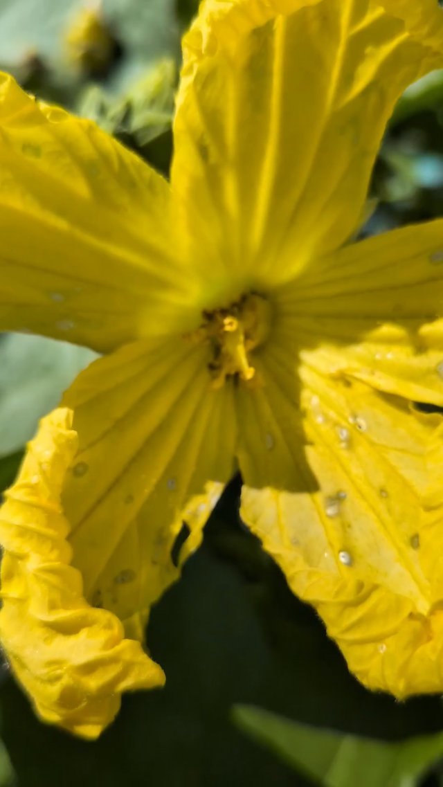 Yellow Luffa Grow