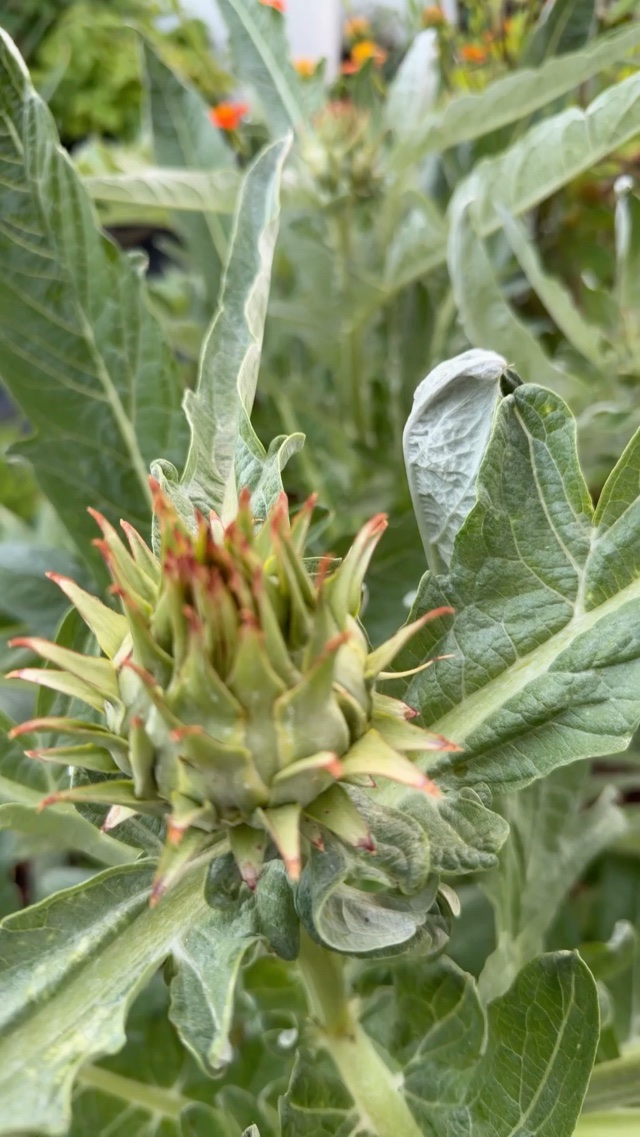 Artichoke