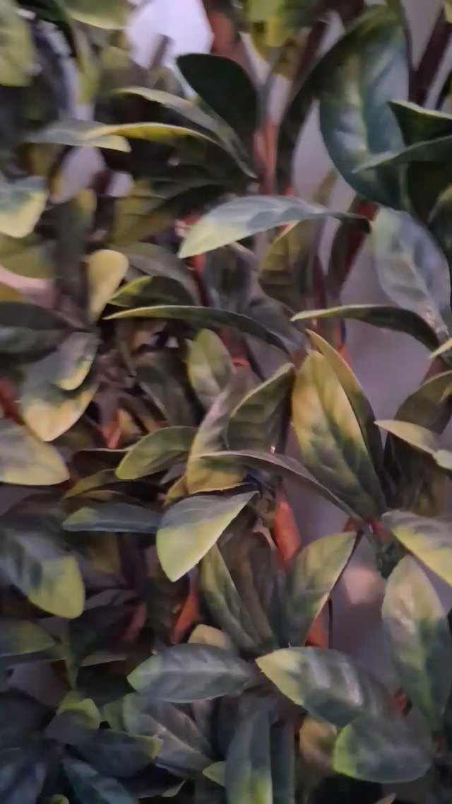 Fake Plants?