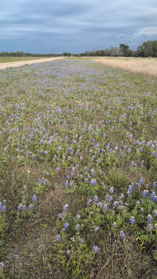 Texas Bluebonnets
