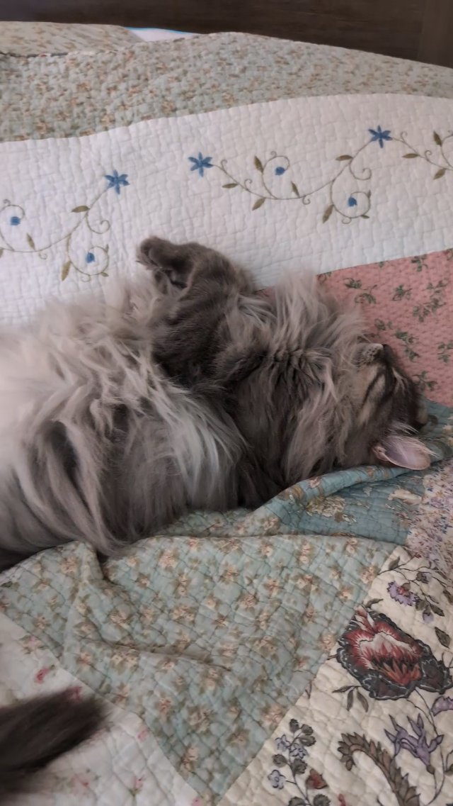 Playing Dead?