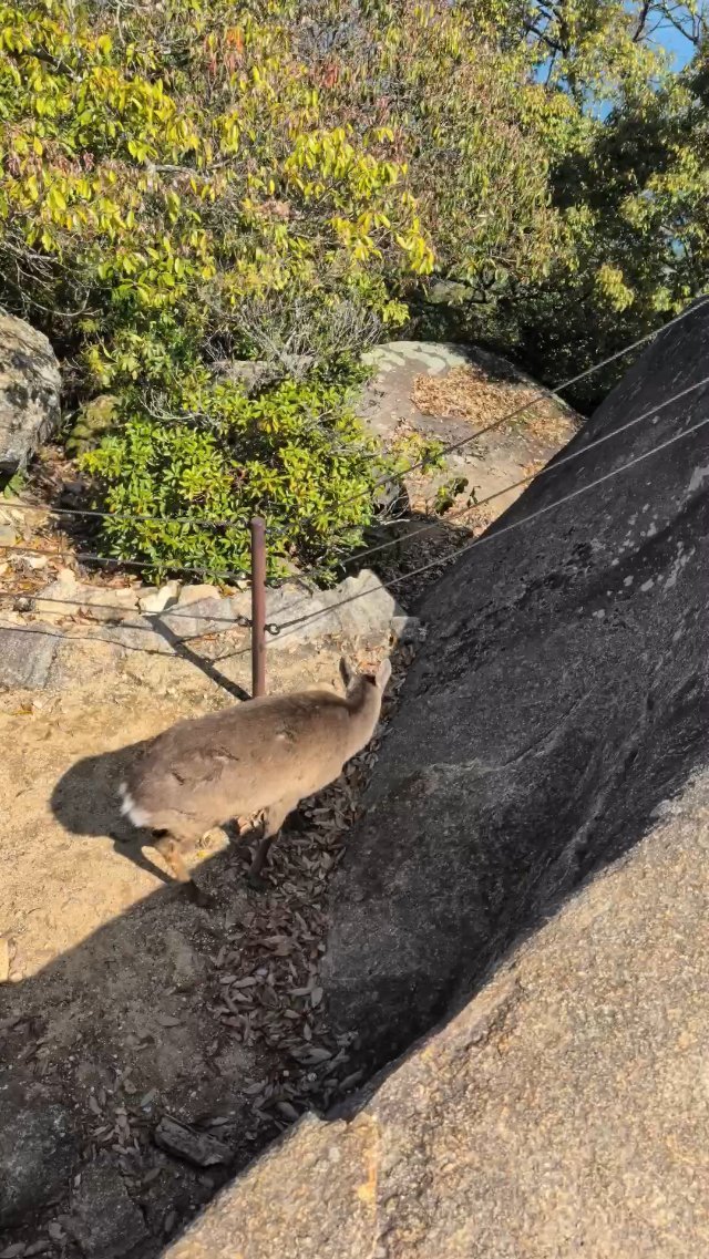 View from mount Misen at Miyajima Island in Japan