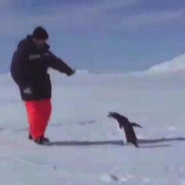 #epic penguin