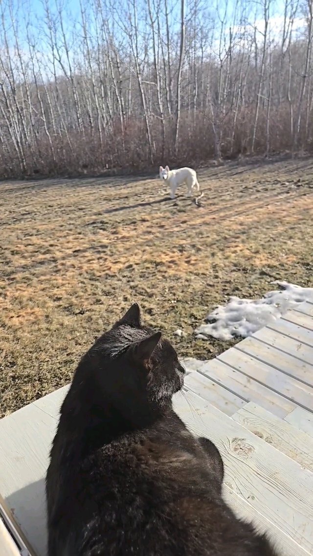 The Boys