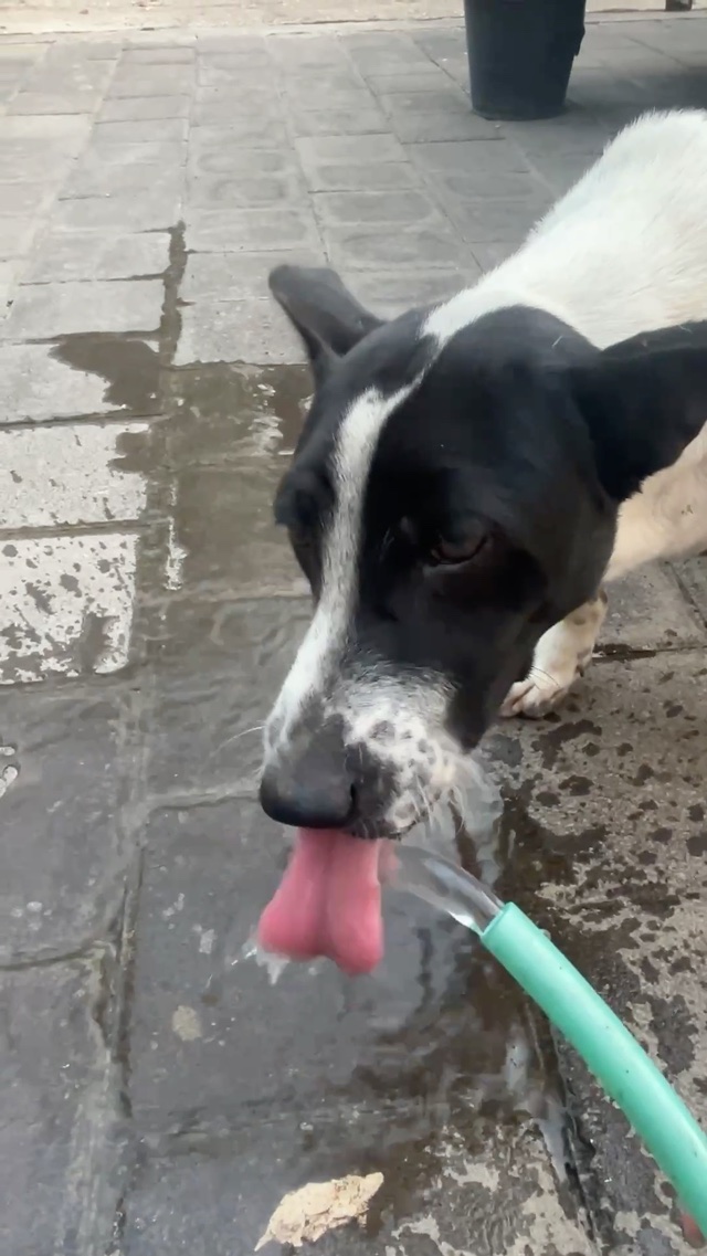 🐶 I’m so thirsty!
僕、喉乾いたよー