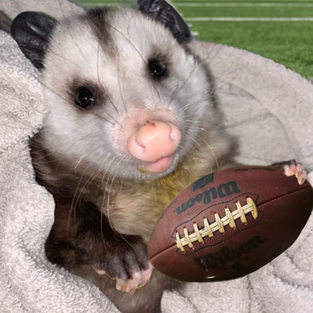 Opossum Nation