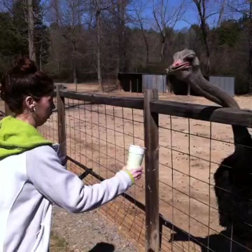 #animals