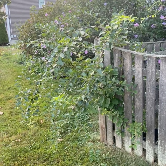 #WhatsInYOURGarden (part 253798457874521111!)
