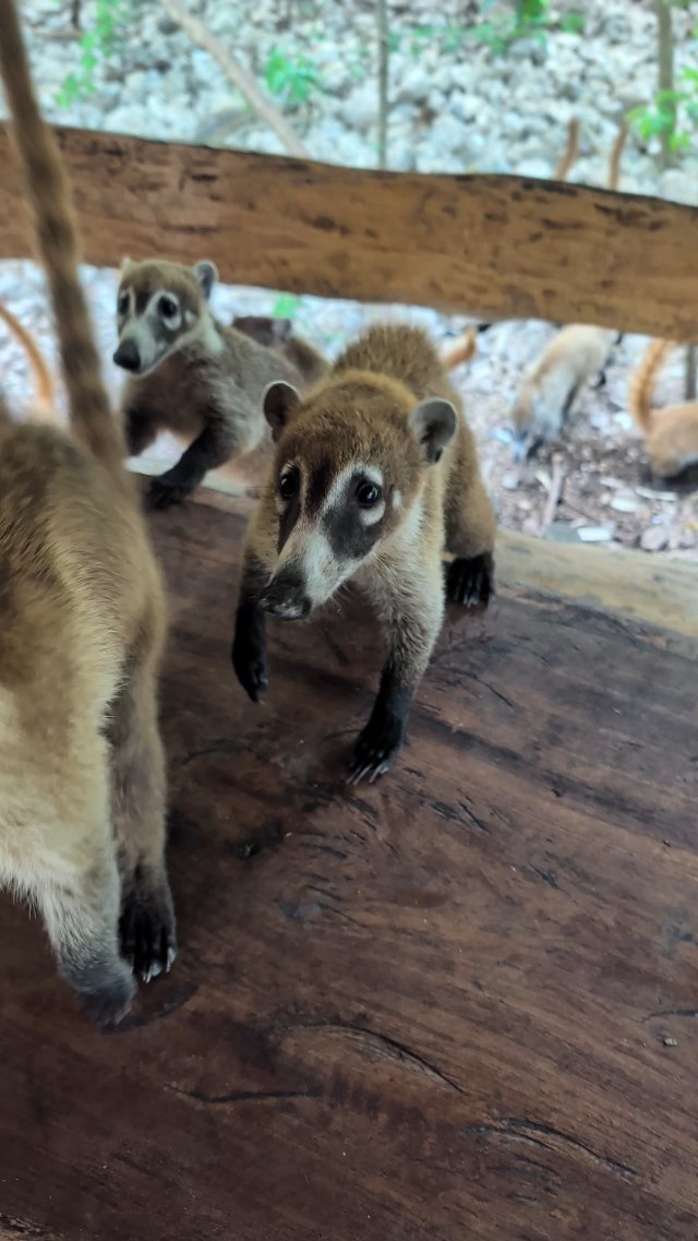 Coatis